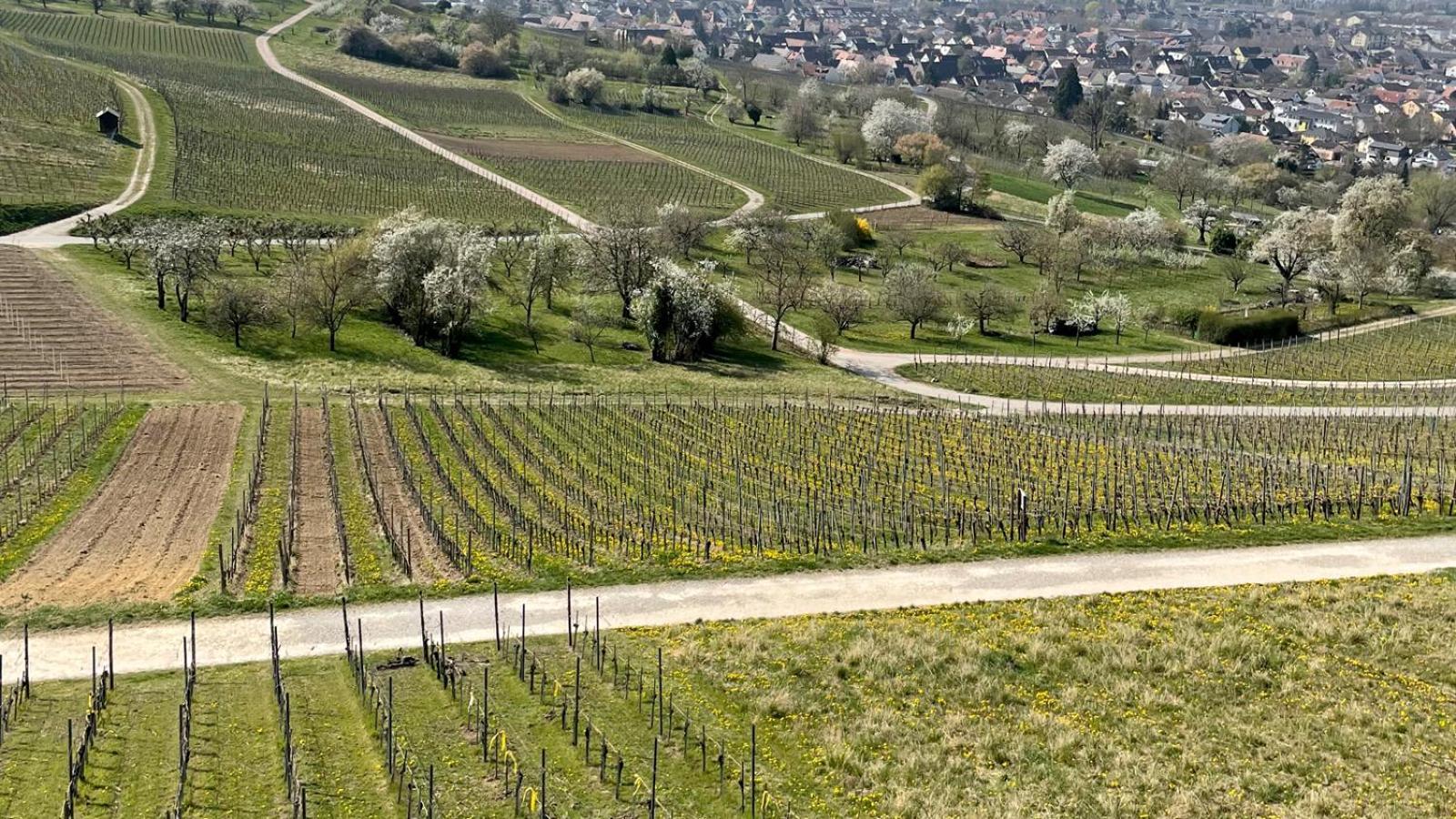 Landgasthof Rebstock Weil Am Rhein / Basel Εξωτερικό φωτογραφία